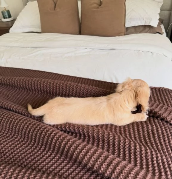 meravigliosi Bassotto per adozione | Foto 0