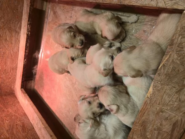 Cuccioli di golden retriever con pedigree  | Foto 4
