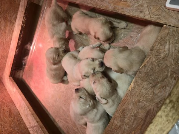 Cuccioli di golden retriever con pedigree  | Foto 3