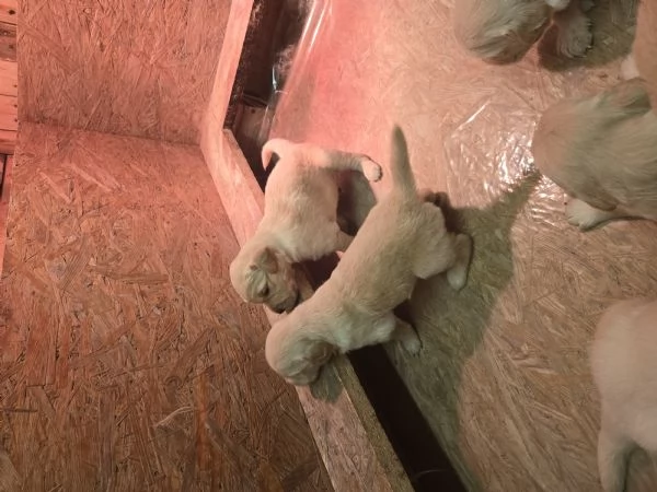 Cuccioli di golden retriever con pedigree  | Foto 2