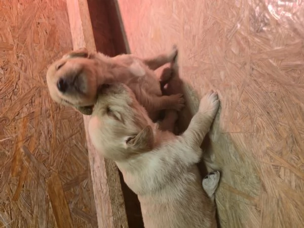 Cuccioli di golden retriever con pedigree  | Foto 1