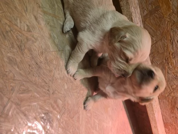 Cuccioli di golden retriever con pedigree  | Foto 0