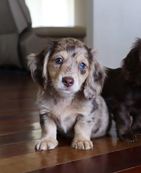 meravigliosi Bassotto per adozione | Foto 2