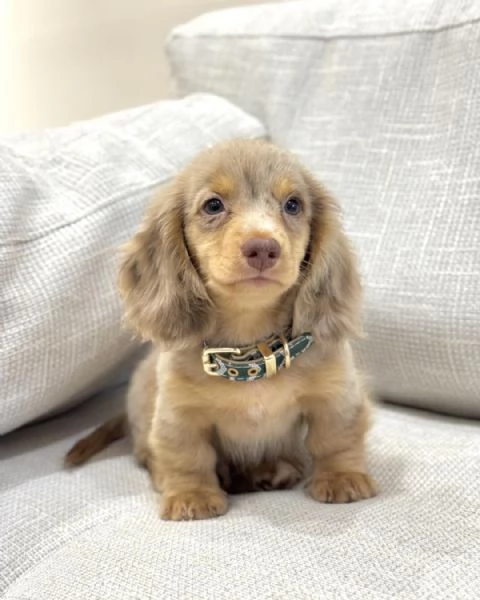 meravigliosi Bassotto per adozione