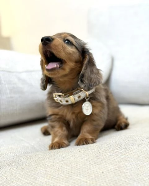 meravigliosi Bassotto per adozione | Foto 6