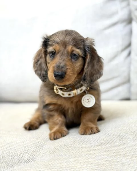 meravigliosi Bassotto per adozione | Foto 1