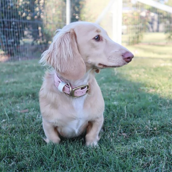 meravigliosi Bassotto per adozione | Foto 2