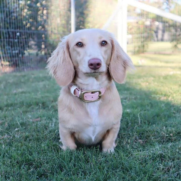 meravigliosi Bassotto per adozione | Foto 0