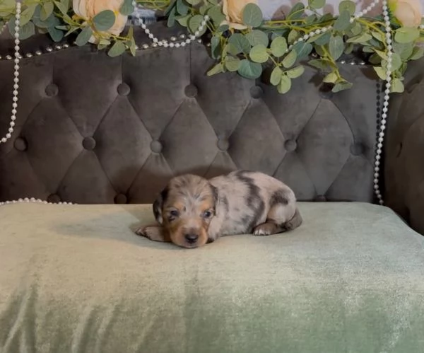 meravigliosi Bassotto per adozione | Foto 2