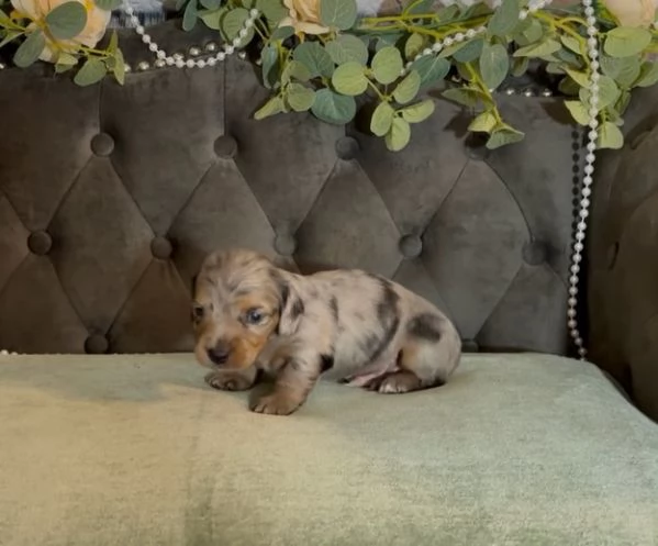 meravigliosi Bassotto per adozione