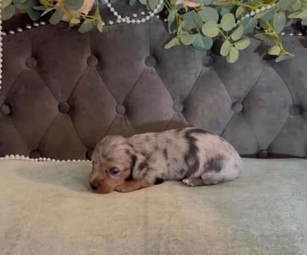 meravigliosi Bassotto per adozione | Foto 0