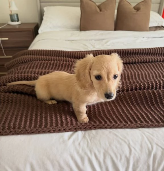 meravigliosi Bassotto per adozione | Foto 1