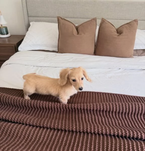 meravigliosi Bassotto per adozione | Foto 0