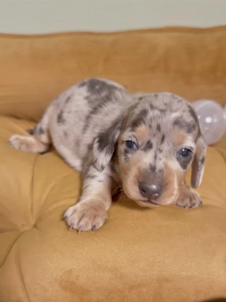 meravigliosi Bassotto per adozione