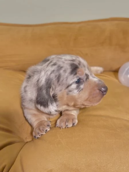meravigliosi Bassotto per adozione | Foto 0