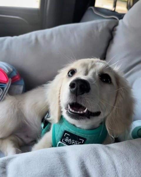 meravigliosi Bassotto per adozione | Foto 2