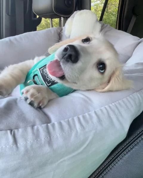 meravigliosi Bassotto per adozione | Foto 1