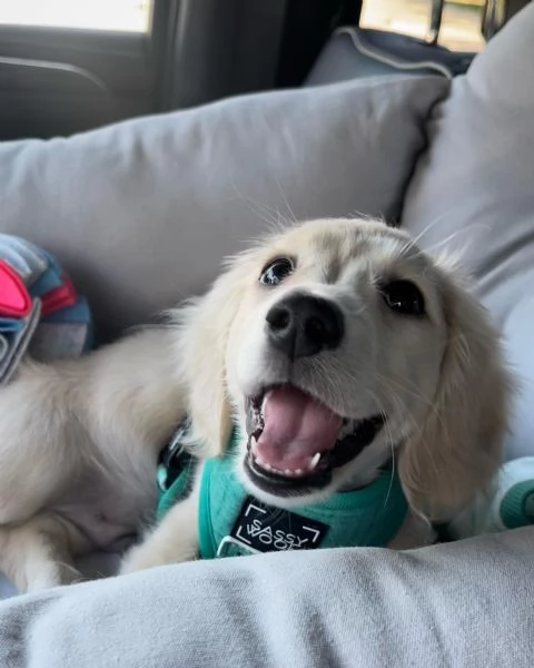 meravigliosi Bassotto per adozione | Foto 0