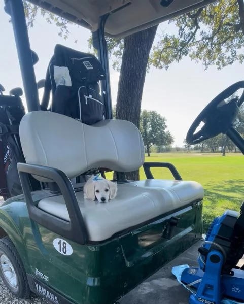 meravigliosi Bassotto per adozione | Foto 1