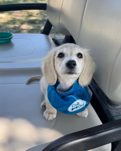 meravigliosi Bassotto per adozione