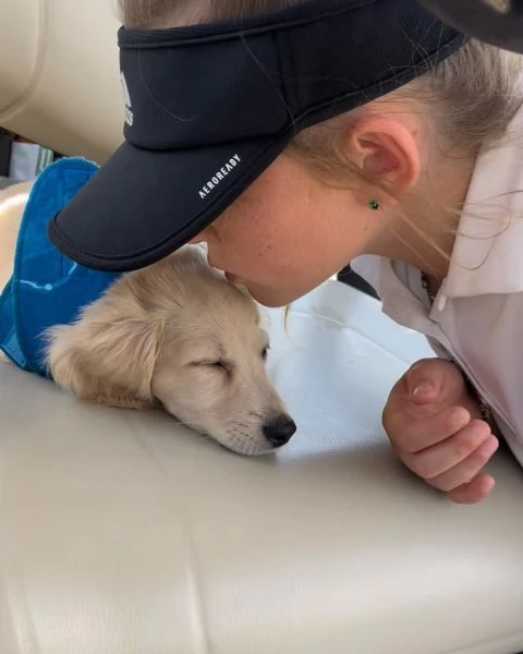 meravigliosi Bassotto per adozione | Foto 0