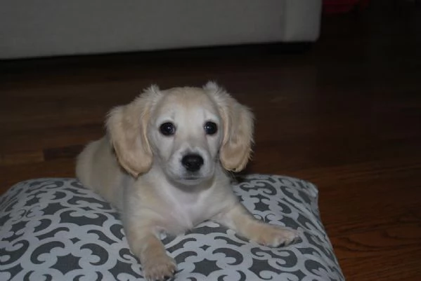 meravigliosi Bassotto per adozione | Foto 2