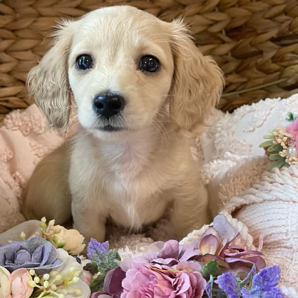 meravigliosi Bassotto per adozione | Foto 0