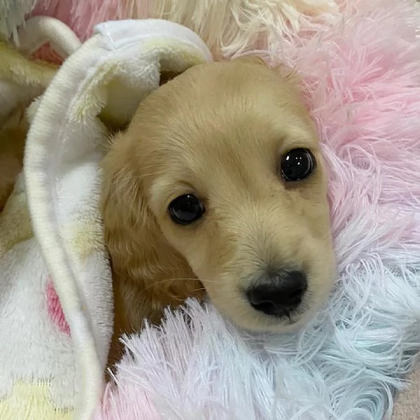 meravigliosi Bassotto per adozione