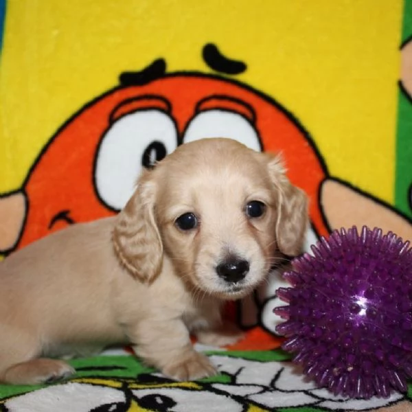 meravigliosi Bassotto per adozione | Foto 2