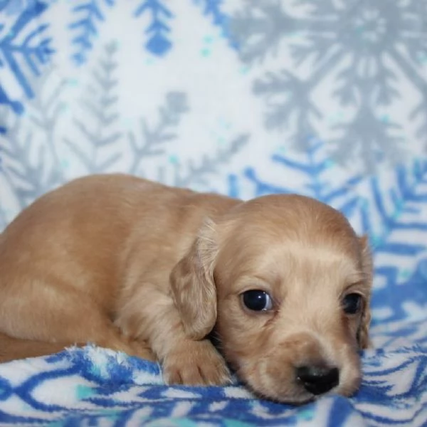 meravigliosi Bassotto per adozione