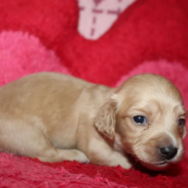 meravigliosi Bassotto per adozione | Foto 2