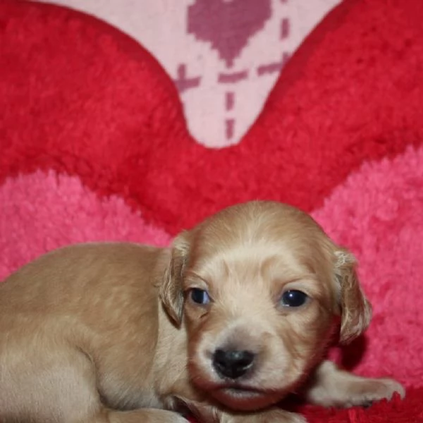 meravigliosi Bassotto per adozione