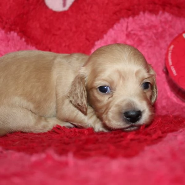 meravigliosi Bassotto per adozione | Foto 1