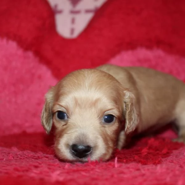 meravigliosi Bassotto per adozione | Foto 0