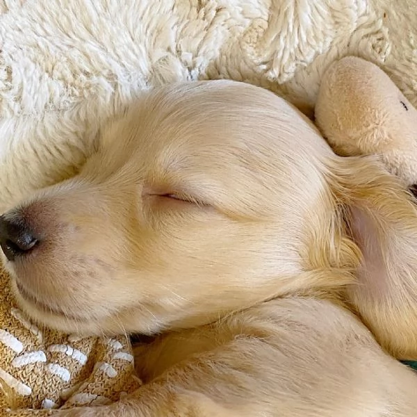 meravigliosi Bassotto per adozione | Foto 5