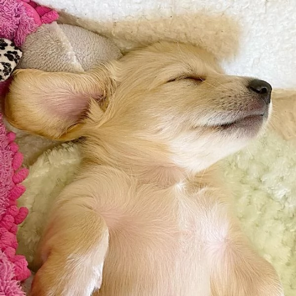 meravigliosi Bassotto per adozione | Foto 3