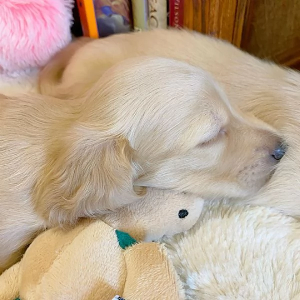 meravigliosi Bassotto per adozione | Foto 2