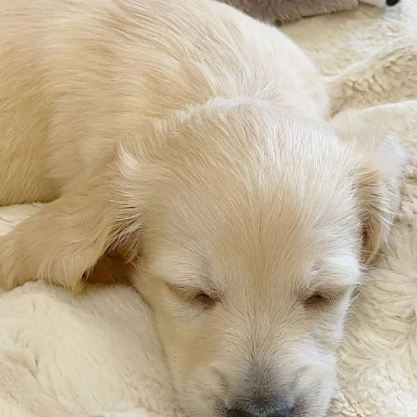 meravigliosi Bassotto per adozione | Foto 1