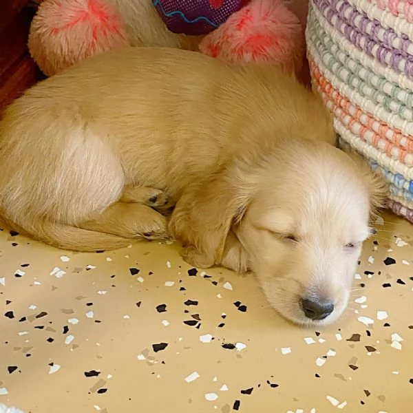 meravigliosi Bassotto per adozione | Foto 0