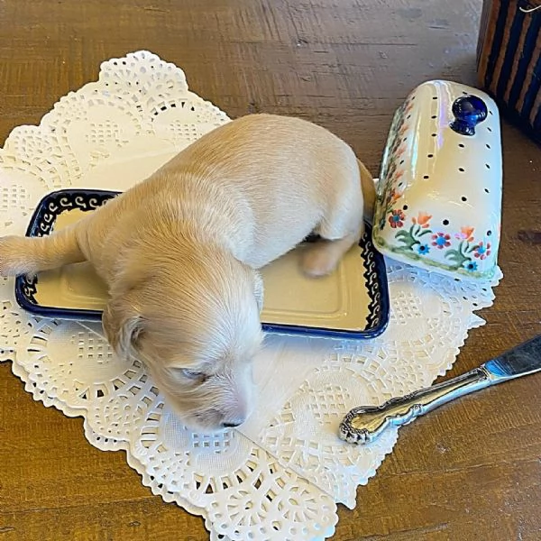 meravigliosi Bassotto per adozione | Foto 2