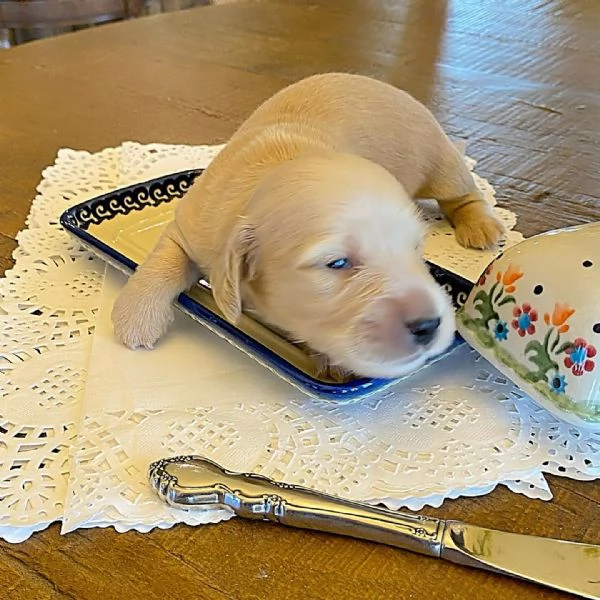 meravigliosi Bassotto per adozione | Foto 1