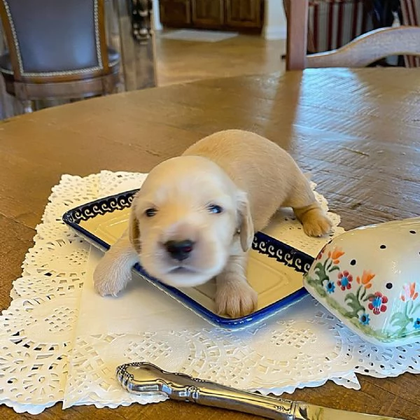 meravigliosi Bassotto per adozione | Foto 0