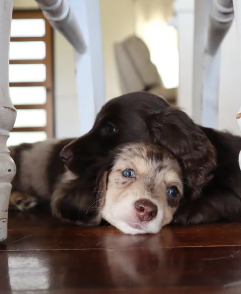 meravigliosi Bassotto per adozione | Foto 3