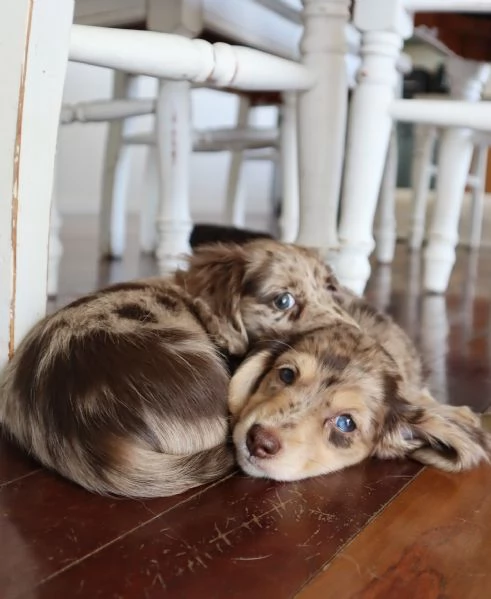 meravigliosi Bassotto per adozione | Foto 1