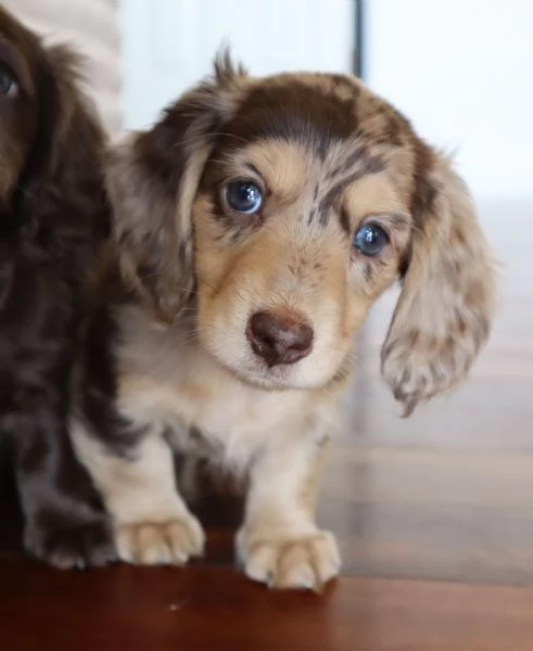 meravigliosi Bassotto per adozione