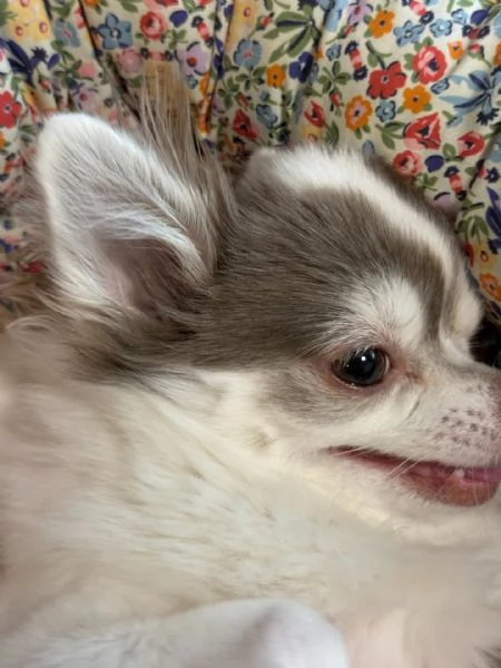 meravigliosi Chihuahua per adozione | Foto 3