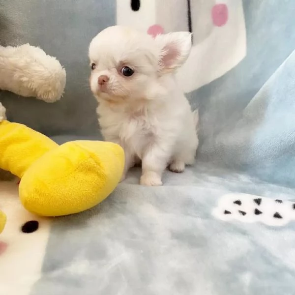 meravigliosi Chihuahua per adozione | Foto 4