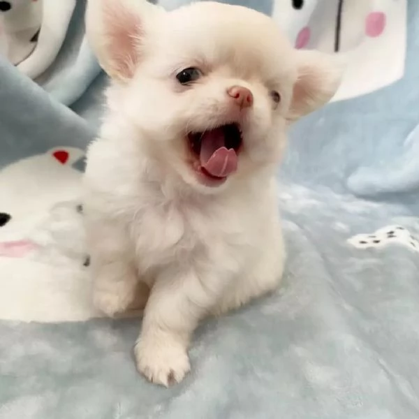 meravigliosi Chihuahua per adozione | Foto 3