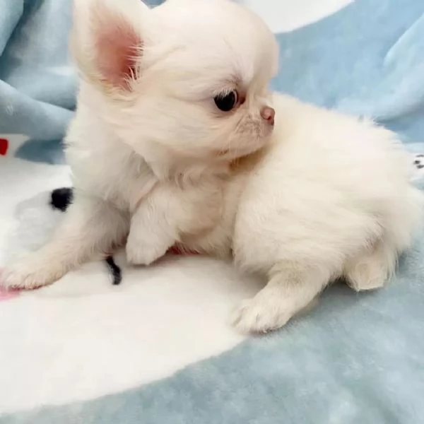 meravigliosi Chihuahua per adozione