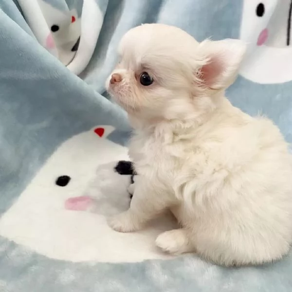 meravigliosi Chihuahua per adozione | Foto 2